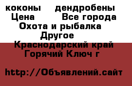 коконы    дендробены › Цена ­ 25 - Все города Охота и рыбалка » Другое   . Краснодарский край,Горячий Ключ г.